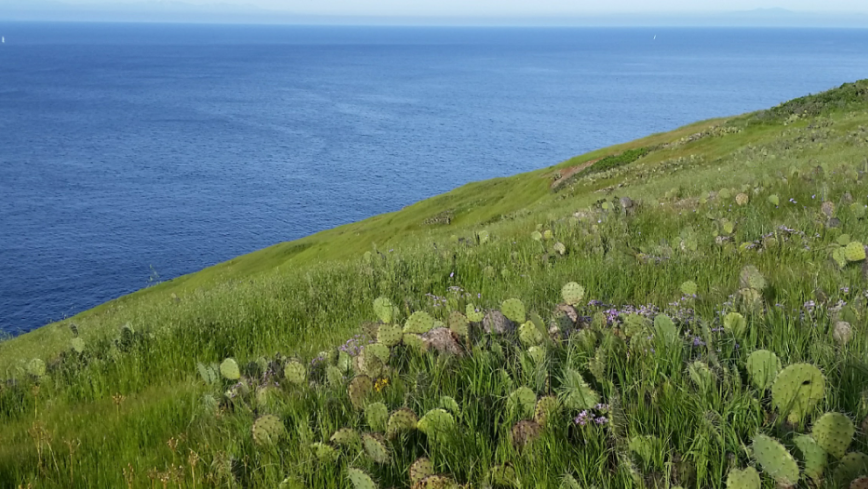 grass and cacti by the ocean 